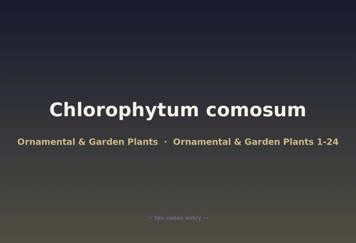 Chlorophytum comosum