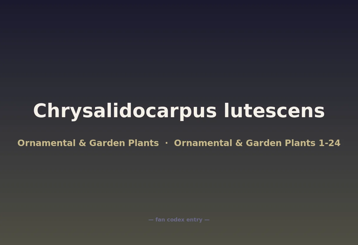 Chrysalidocarpus lutescens