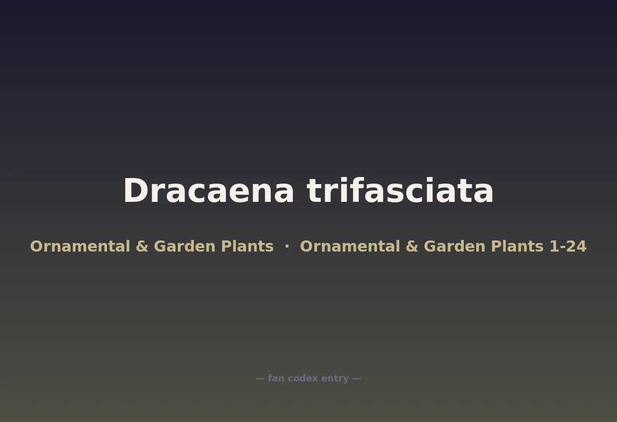 Dracaena trifasciata
