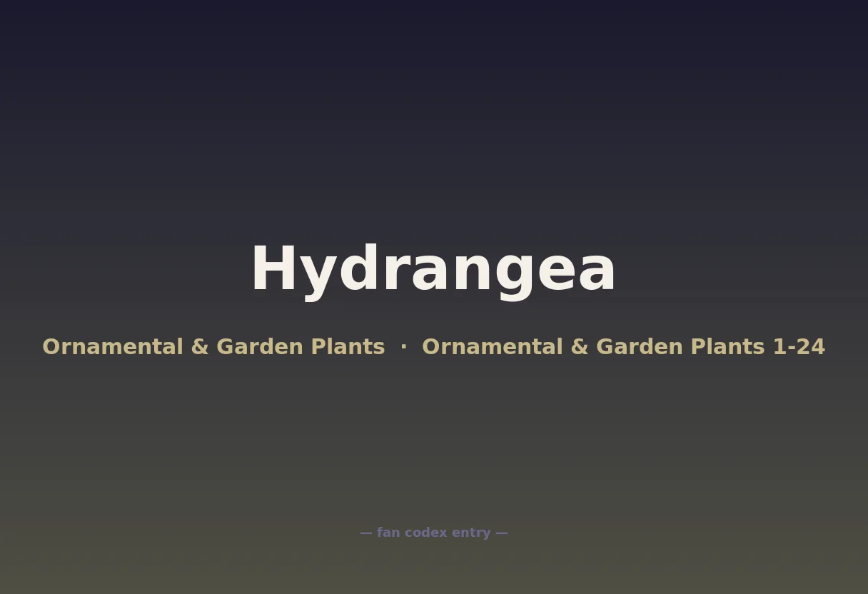 Hydrangea